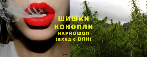 индика Алзамай